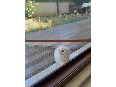 Bal gibi tatlı yavrular