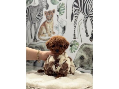 Toy poodle köpeği