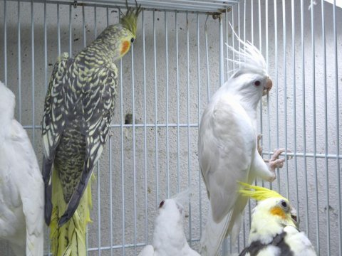 Albino sultan yavru