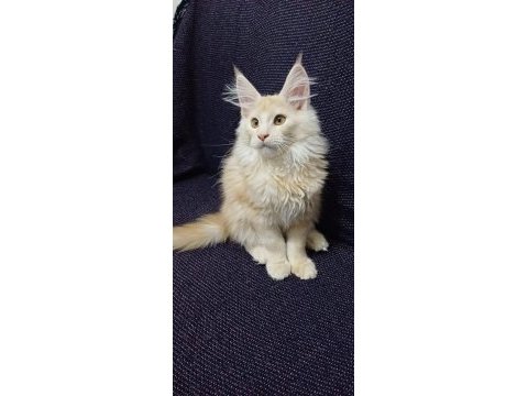 Şampiyonların torunu anne baba şecereli maine coon