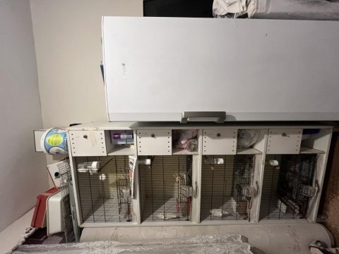 4 lü pvc ve 3 takım muhabbet kuşu uyguna verilecek