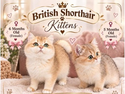 Çok güzel golden british shorthair iki kızımız