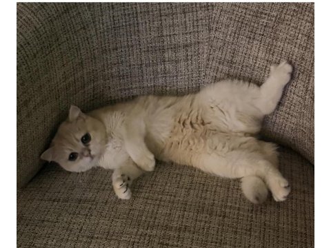 British shorthair golden