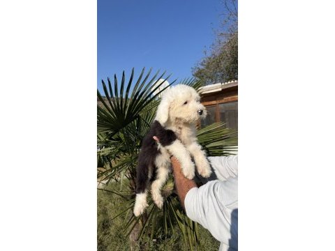 Nadir ırk - bobtail - old english sheep dog