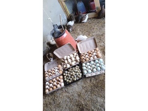 Kuluçkalık bıldırcın yumurtası