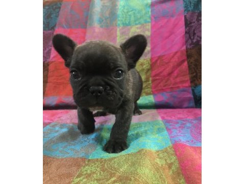 Orjinal a kalite french bulldog