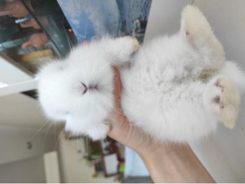 Hollanda cüce tavşan (netherland dwarf)