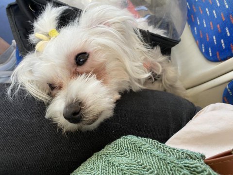 Maltese terrier