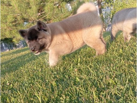 Amerikan akita yavru