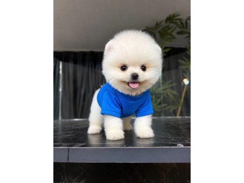 Orjinal pomeranian boo