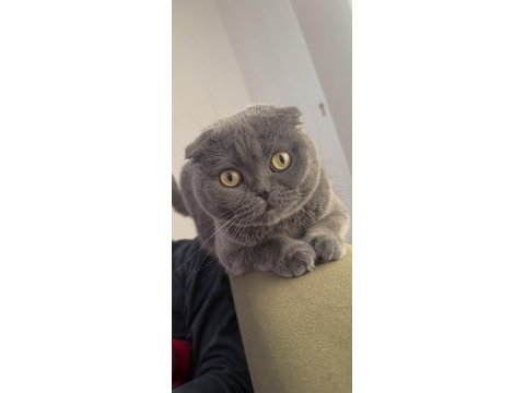 Scottish fold alanya içi sadece
