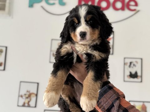 Petmode köpek çiftliğinden bernese yavrumuz
