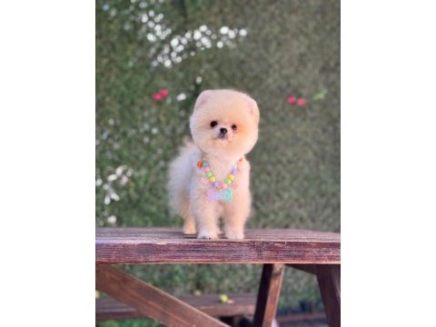 Pomeranian yavru