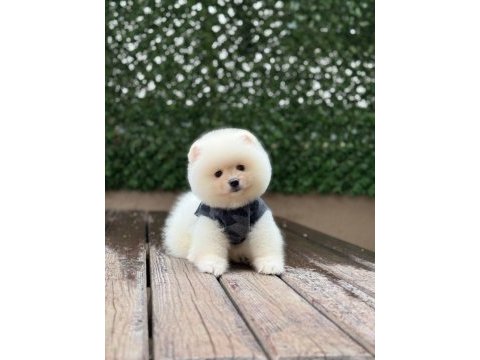 Mükemmel tüy yapısı pomeranian boo