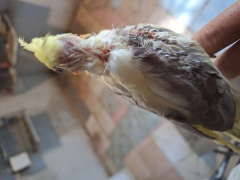 Yavru uysal sultan papağanı