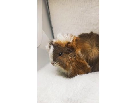 İstanbul bağcılar sahibinden ginepig