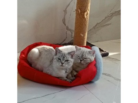 Minnoş kedim