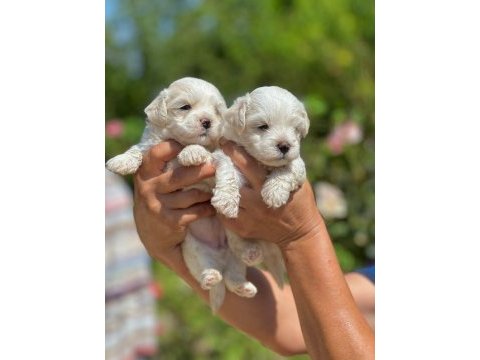 Maltese terrier yavru