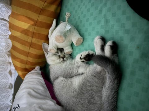 British shorthair kızımız