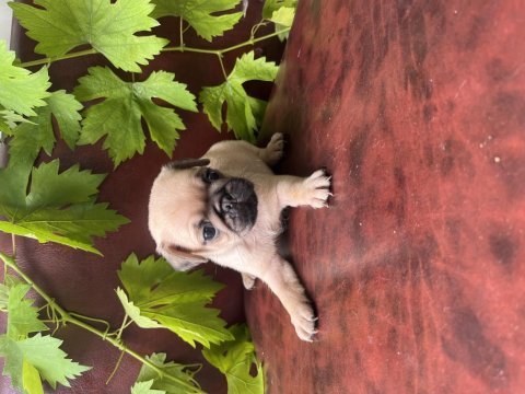 Hamburger surat pug mobs bebeklerimiz