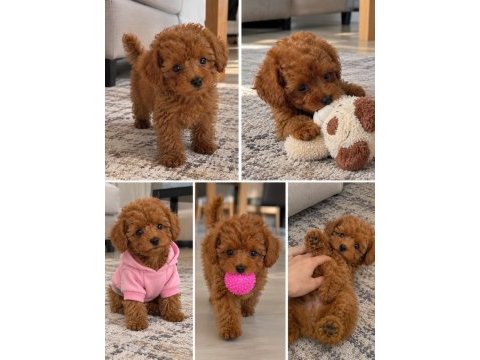 Toy poodle ırkı köpeğimiz