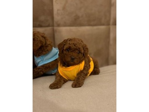 Toy poodle yavrular
