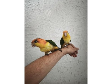 Full evcil caique bebekler