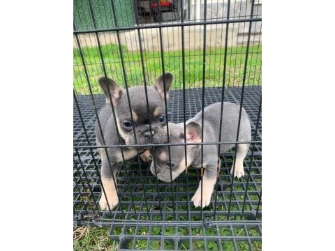 Güzeller güzeli french bulldog bebeklerimiz
