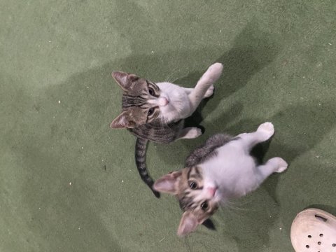 Sütten kesildiler acil yuva bebiş kedilere