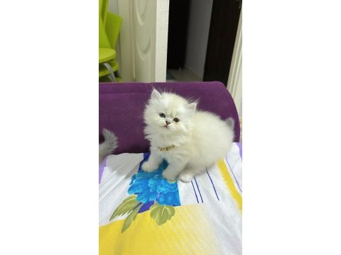 British longhair silver ve longhair point