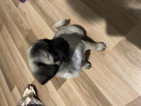 Pug yavrumuz yeni ev arıyor
