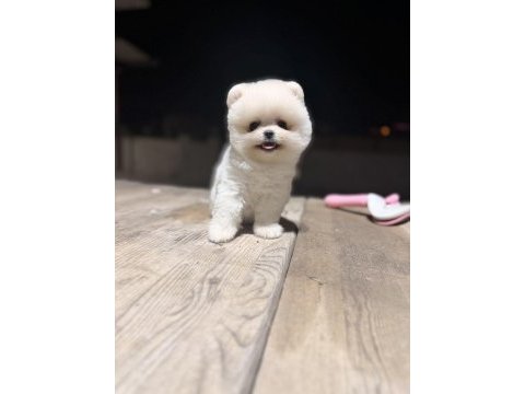 Teacup teddy üst kalite pomeranian