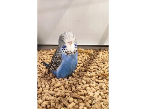 Üst vasıf show jumbo yavru ve damızlık muhabbet