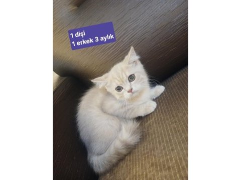 1.5 aydan 5 aylığa kadar sevimli kedilerimize yuva