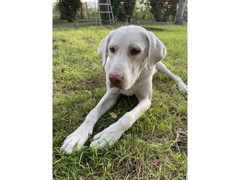 Köpeğimize yuva arıyoruz