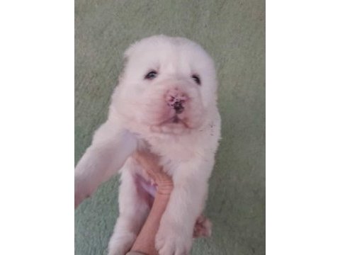 Alabay köpeği yavrularım