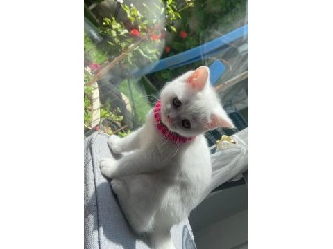 Oyuncu güzel british shorthair kız