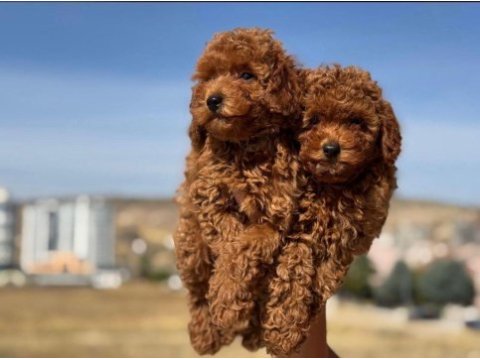 Orijinal ırk toy poodle red brown kg garantili