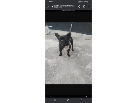 French bulldog köpeğimizin hiçbir sağlık sorunu yoktur