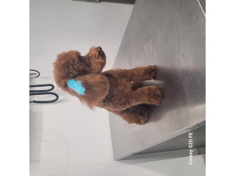 Teacup kuyruksuz poodle eşleşme için