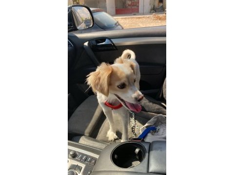 Kızıma (dişi köpeğime) bakabilecek bir aile