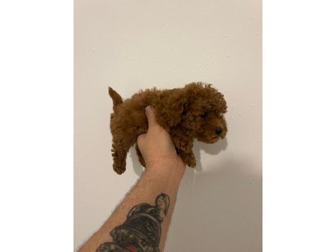 Kore kan poodle yavrular