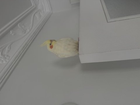 Erkek lutino sultan papağanı