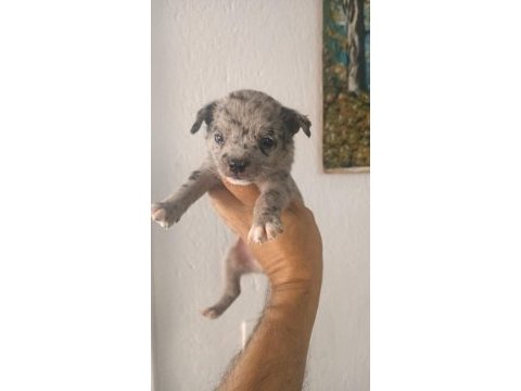 Kaliteli chihuahua şivava yavrular