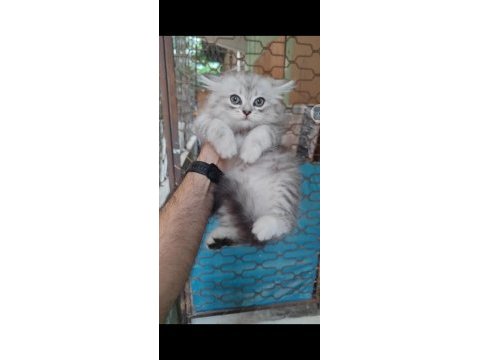 British shorthair 3 aylık