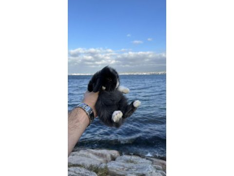 Safkan hollanda cüce ve mini tavşan yavrular
