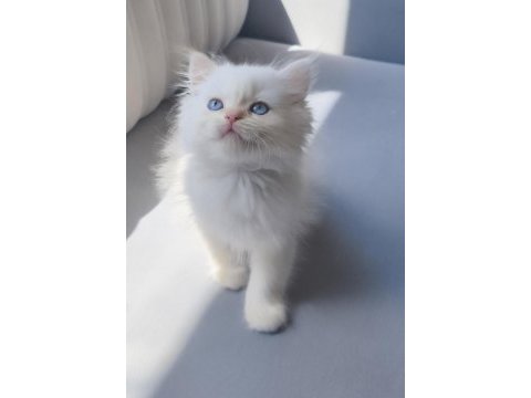 Nadir bulunan üstün ırk british longhair cy 1233 point
