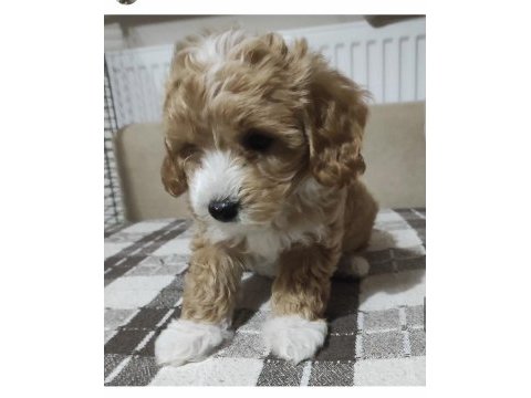 Maltipoo 2. jenerasyon toy yavrular