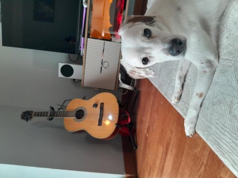 Köpeğimiz dobby yuvasını arıyor