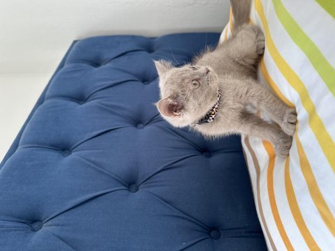 Lokum gibi british shorthair kızımız